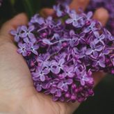 Public (Lilacs)