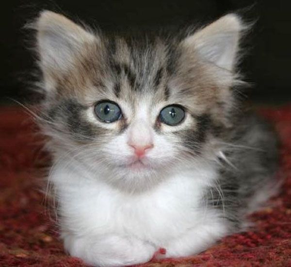 Brown-White Tabby Kitten.jpg